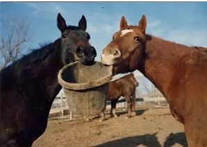 two horses holding a feed bucket