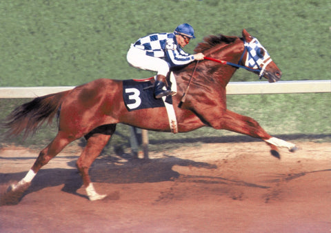 Secretariat at the 1973 Preakness