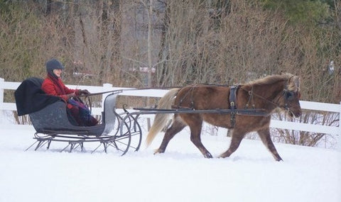 Skyline Farm Sleigh Day 2018 Icelandic