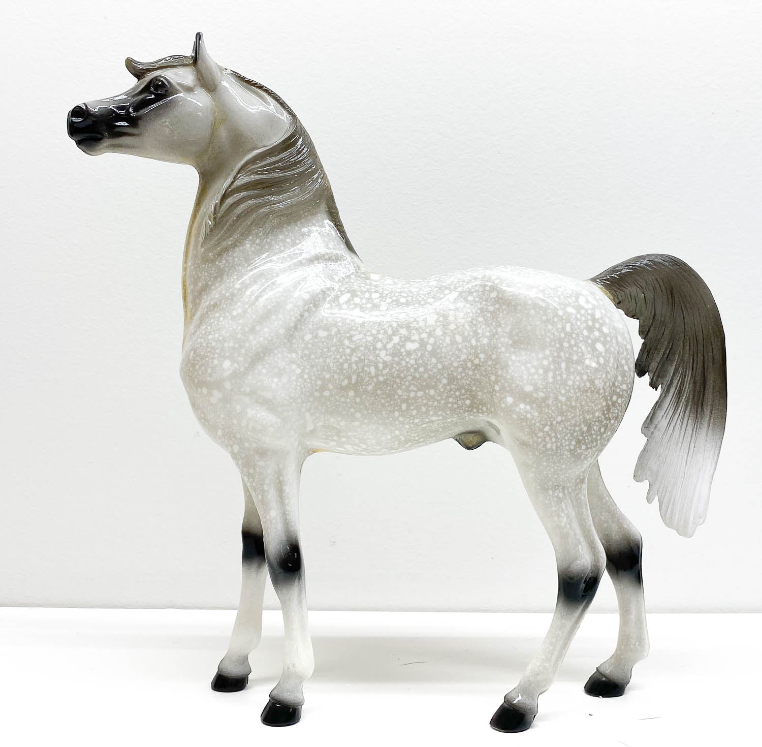 dapple grey thoroughbred stallion