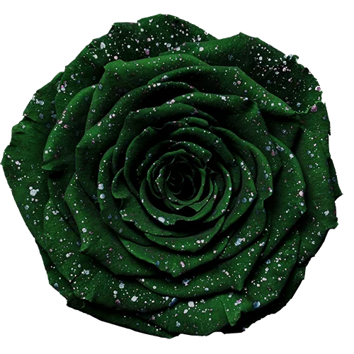 BONITA Preserved Roses Galaxy - Pack 1