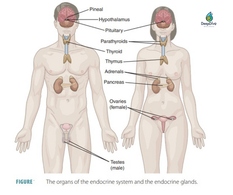 he nervous, endocrine, and vascular systems.