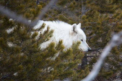 White Wolf of Canyon Pack in Yellowstone National Park for The Yellowstone Wolf Project