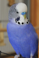 Blue parakeet