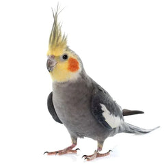 cockatiel bird