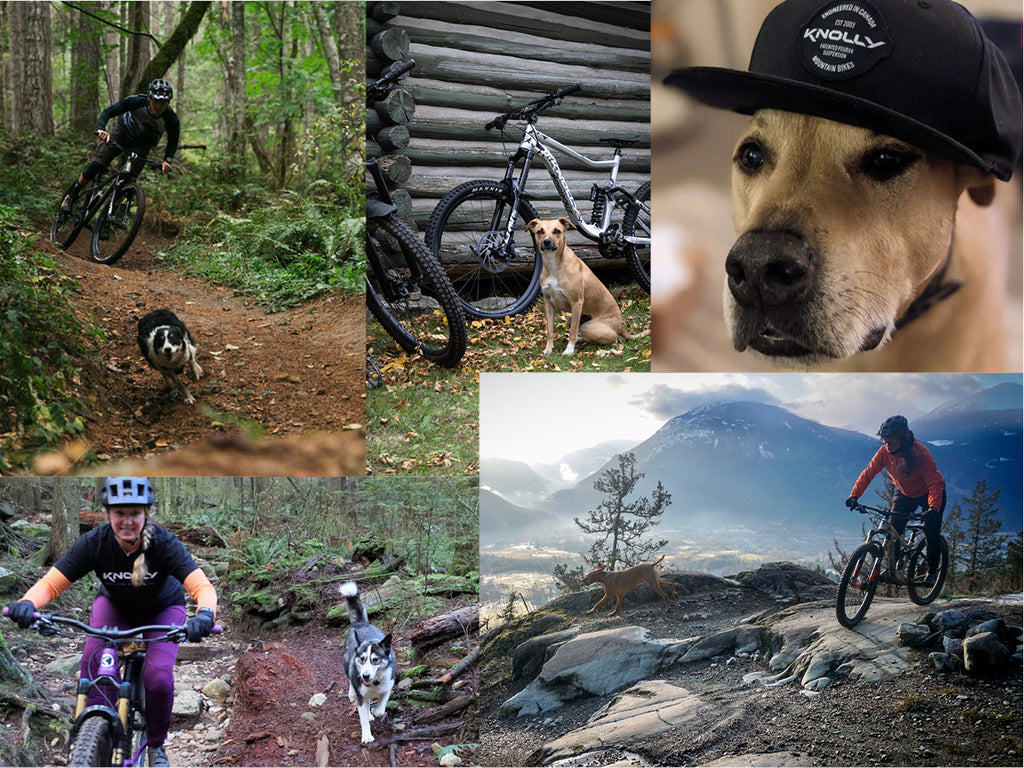 Another collage of trail dogs