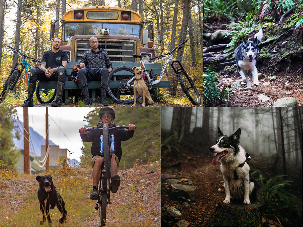 More trail dogs