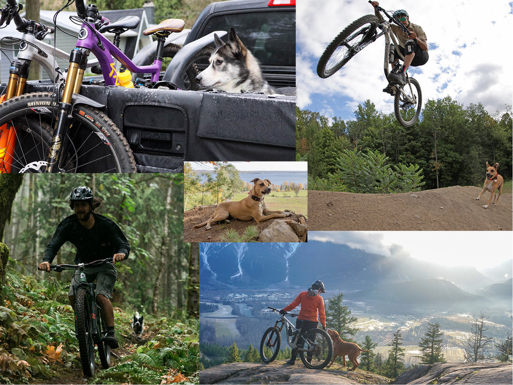 A collage of trail dogs