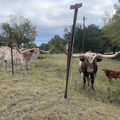 Honza's photo of cows while on route