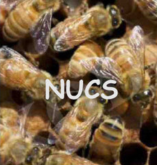 Bill's Bees Bees in Nucs