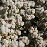 California Buckwheat