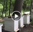Mount Vernon is Abuzz with Bees