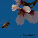 Honey Bee and Almond Blossom K.Galieti