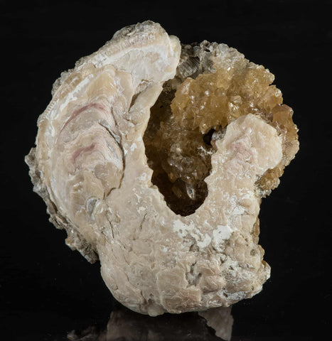 A clam fossil with honey calcite crystals