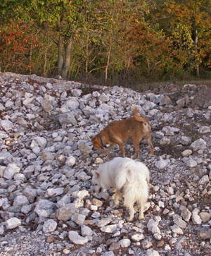 two dogs on a pile of rocks