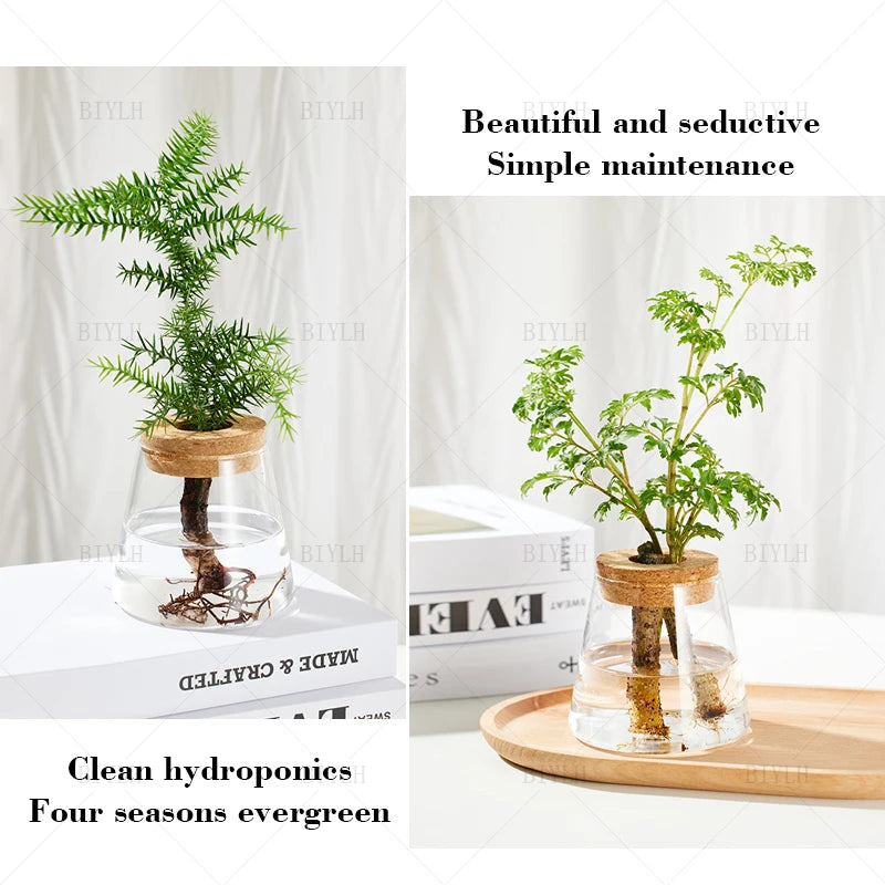 Nordic Hydroponic Glass Vase for Holiday Plants - Image 15
