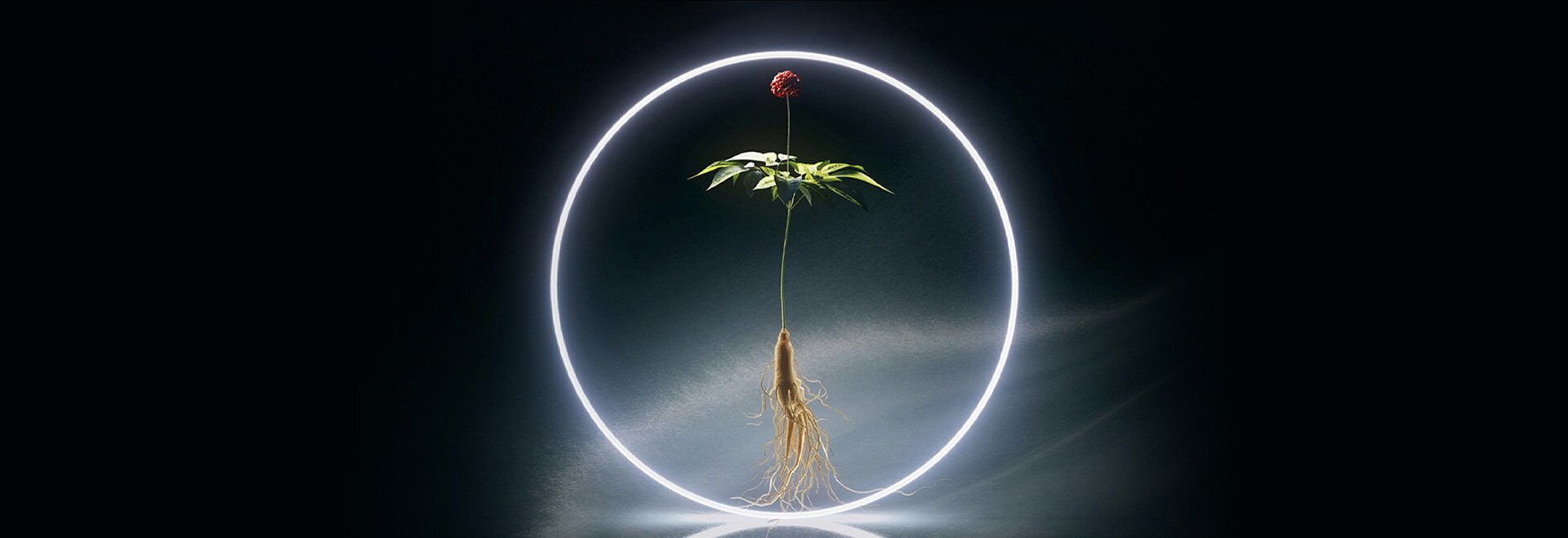 ginseng