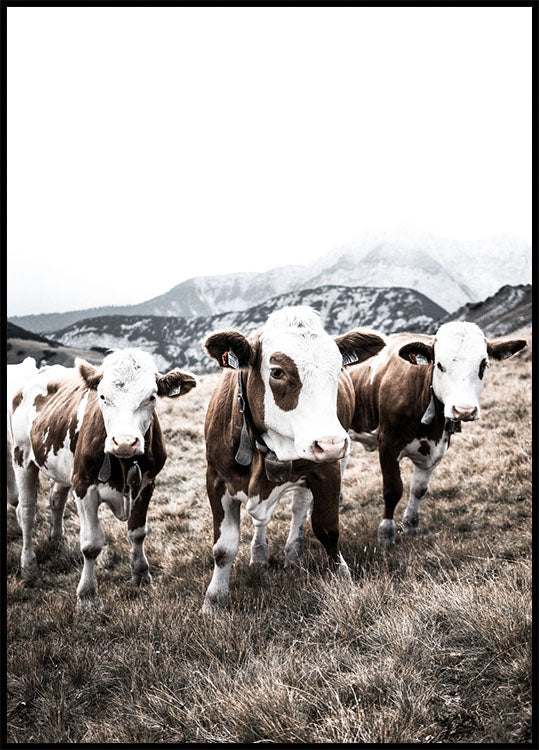 Cattle in Field Plakat