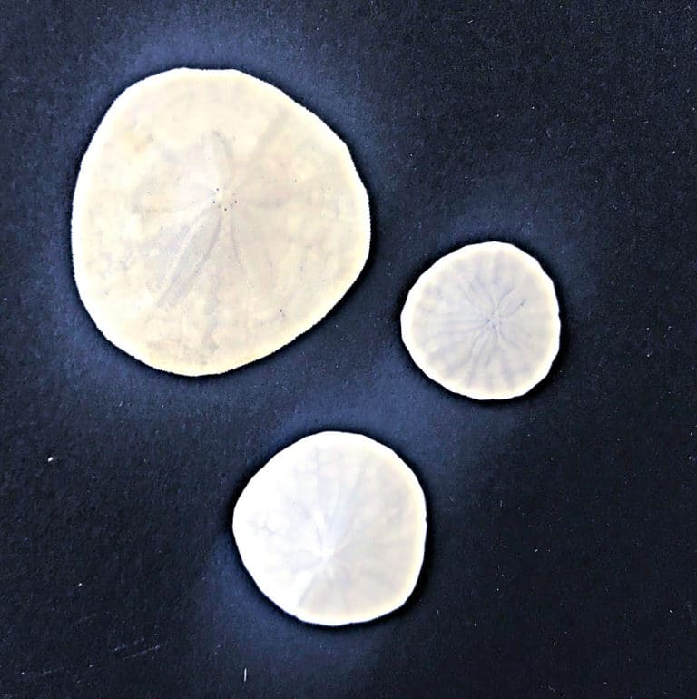 sand dollar.jpeg__PID:98ecadae-32b4-4b78-9b65-5febea64ca4f