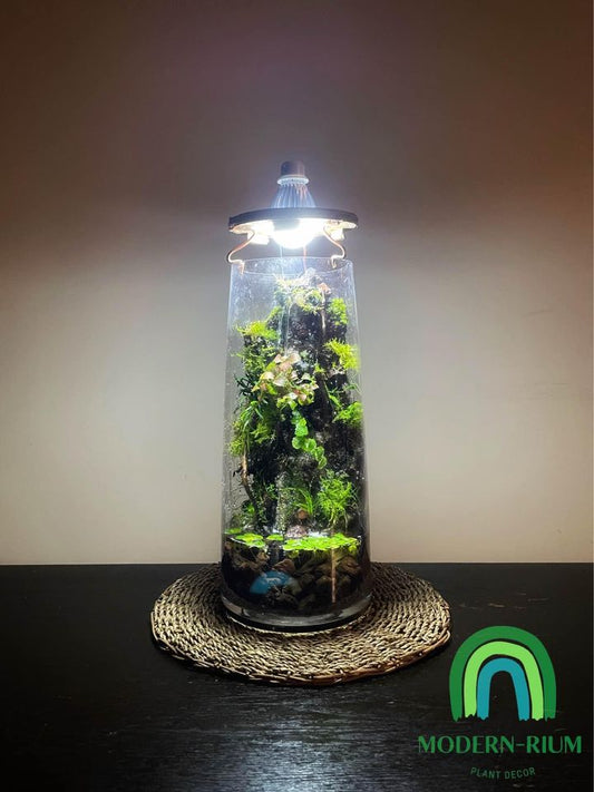 Planted fish tank 27cm cube – modernrium