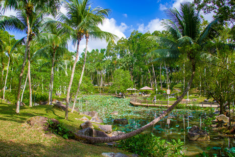 Bishan-Ang Mo Kio Park Singapore