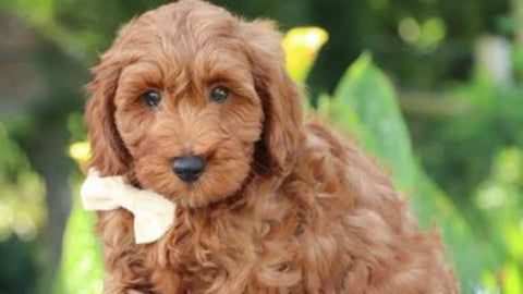 Cavapoo