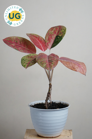 Aglaonema Plant