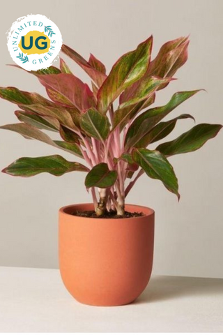 Aglaonema Lipstick Plant