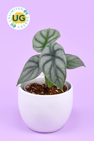 Alocasia Dragonscale Plant