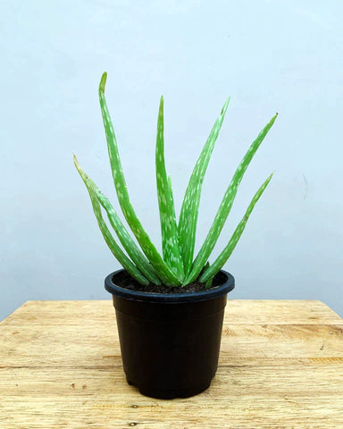 Aloe vera - 5 Houseplants that can improve mental health
