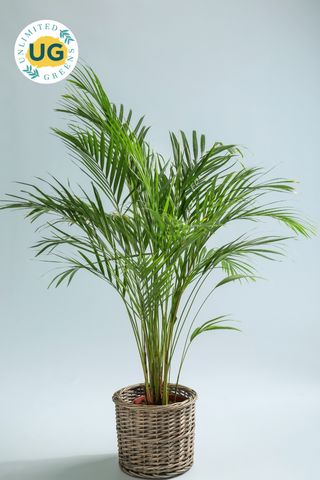 Areca Palm