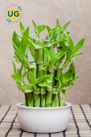 Lucky Bamboo Plant