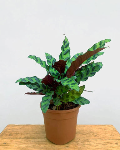 calathea rattlesnake online delivery