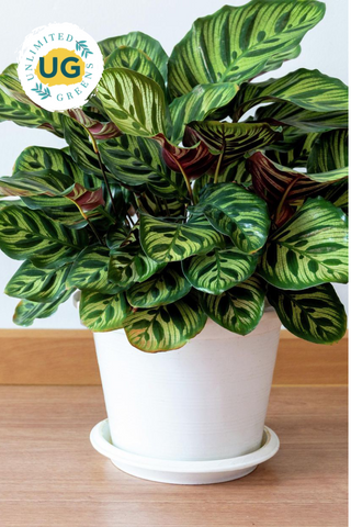 Calathea Plant