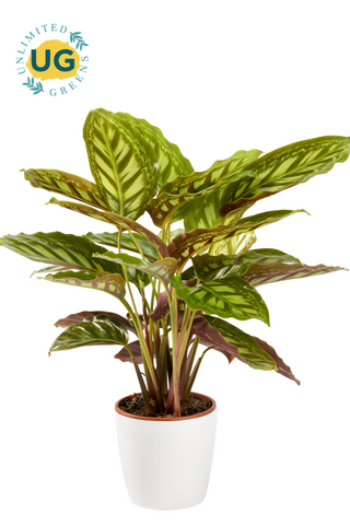 Calathea Plant