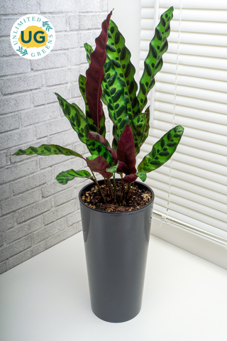 Calathea Rattlesnake