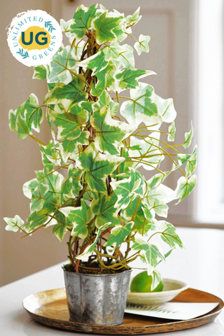 English Ivy Plant