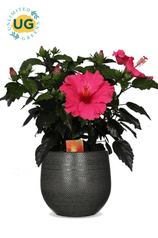 Hibiscus Plant