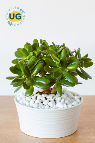 Jade Plant