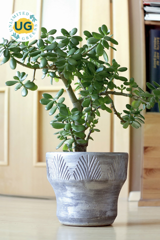 Jade Plant