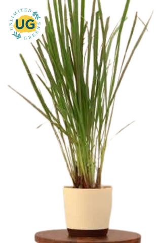 Lemongrass plant