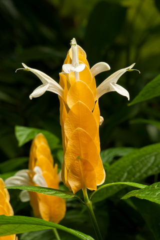 Golden Shrimp Plant