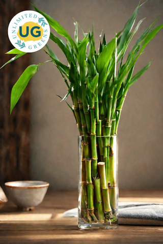 Lucky Bamboo