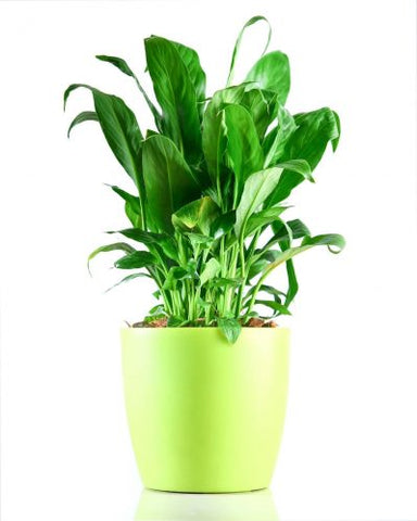 Peace lily - zodiac plants