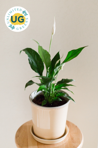 Peace Lily