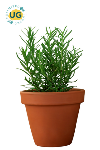 Rosemary Plant