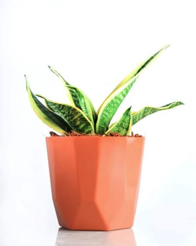 Snake plant - 5 House plants that can improve your mental health