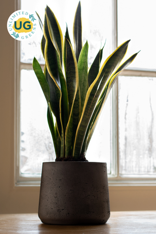 Snake Plant