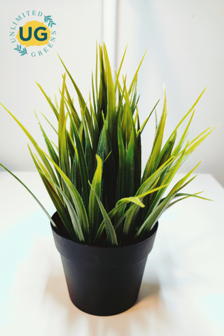 Spider Plant