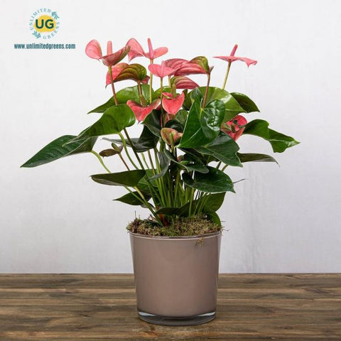 anthuriums online delivery